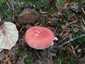 Erdei galambgomba (Russula silvestris), Zemplén